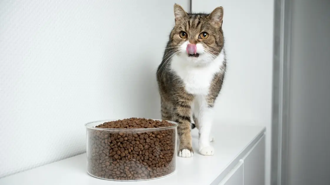 cibo secco per gatti