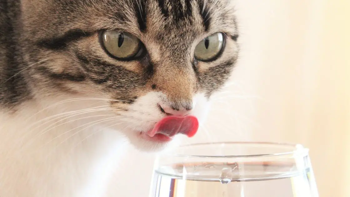 che acqua bevono i gatti