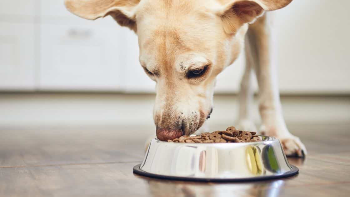 cane ossessionato dal cibo