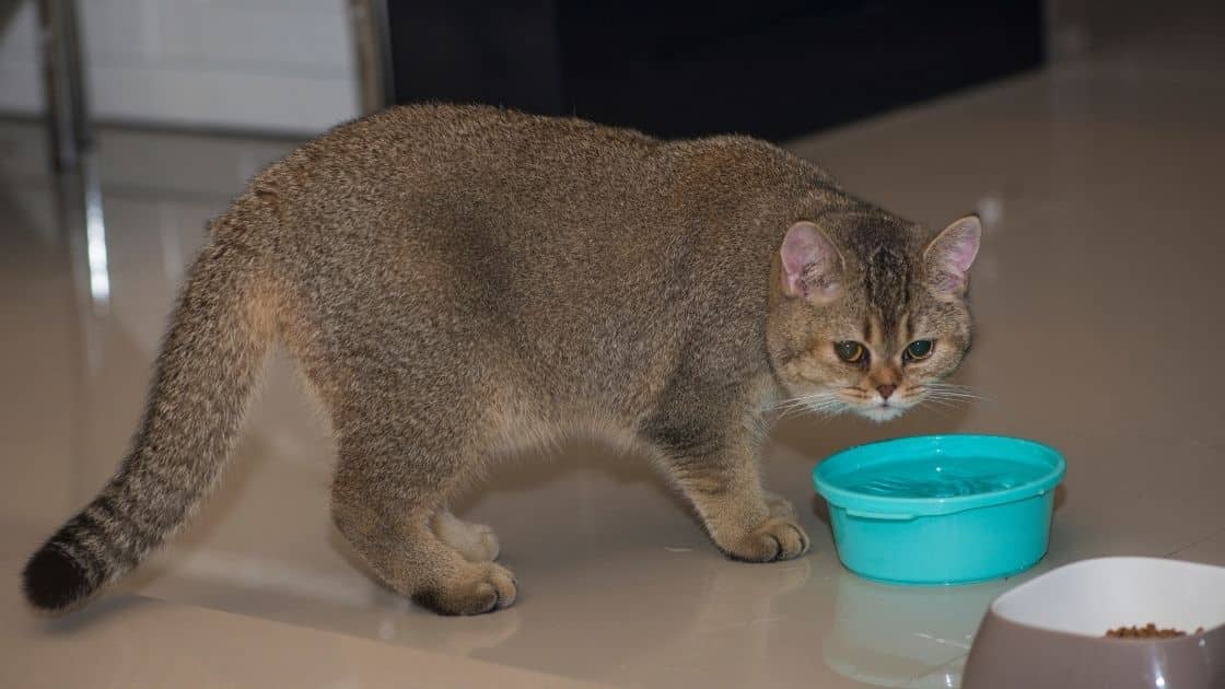 come reidratare un gatto disidratato
