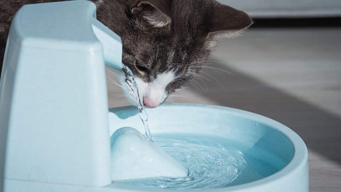 gatto che beve dalla fontanella