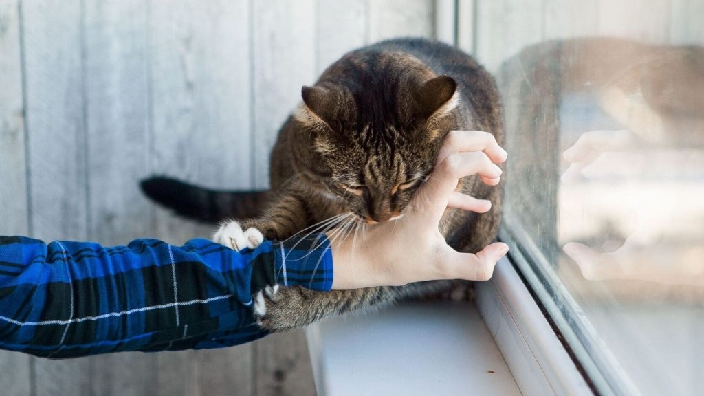 gatto sulla finestra che morde
