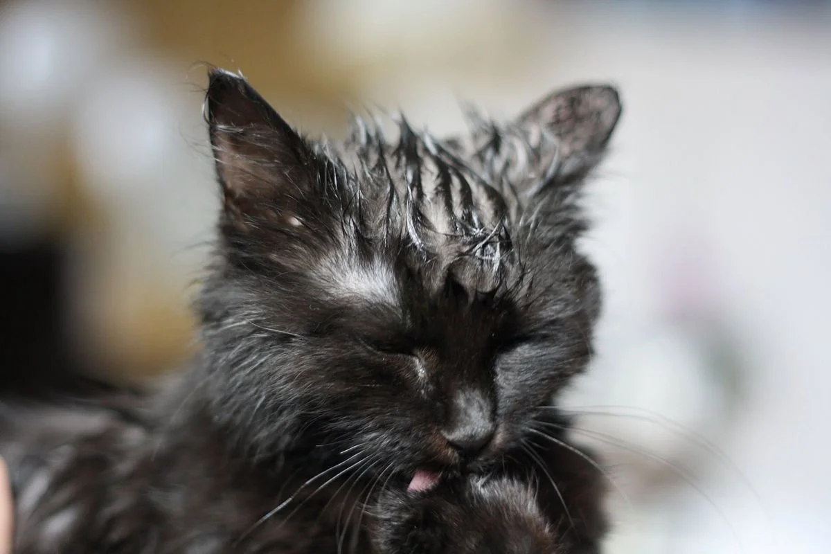 bagna il gatto per proteggerlo dal caldo