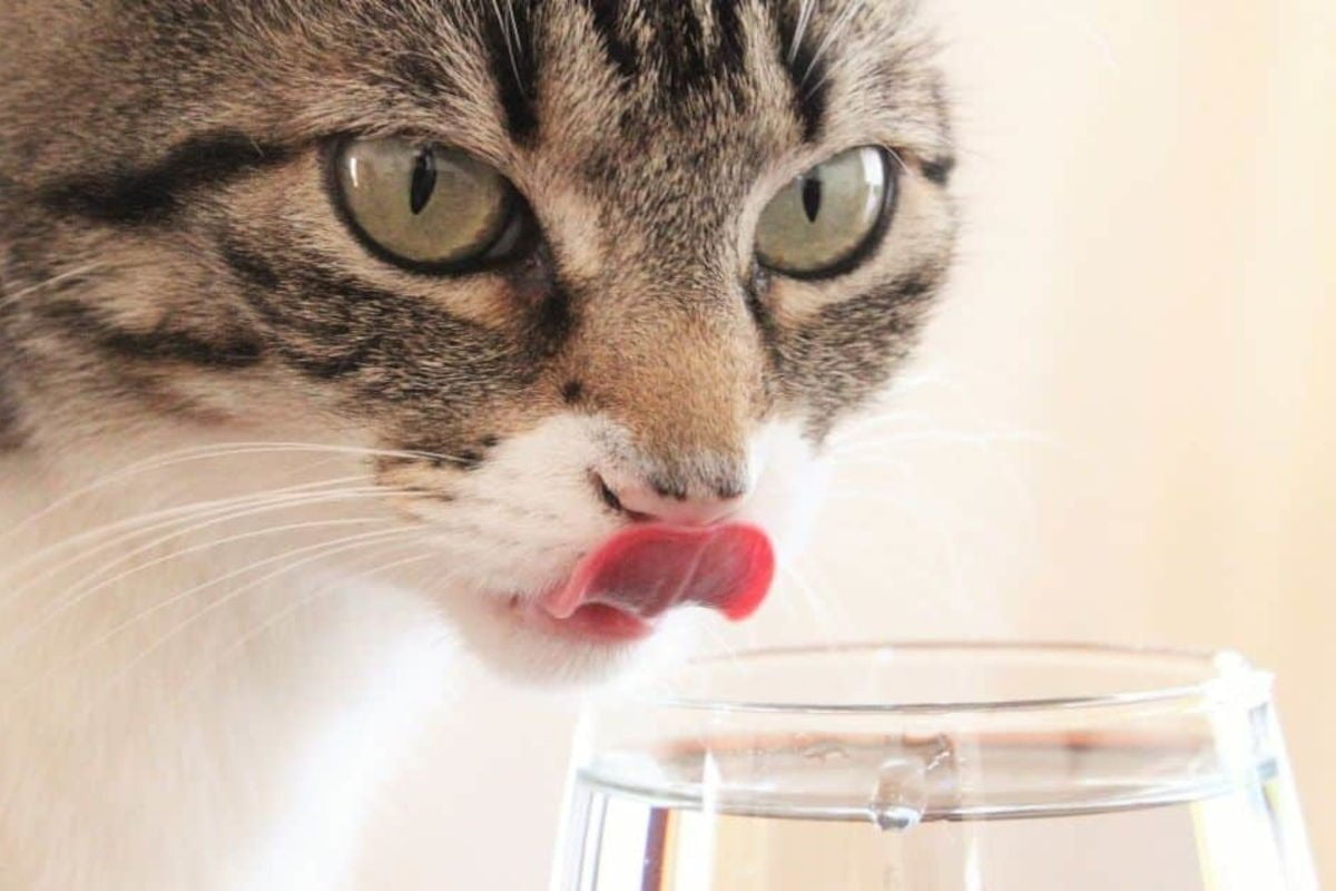 come capire se il gatto è disidratato