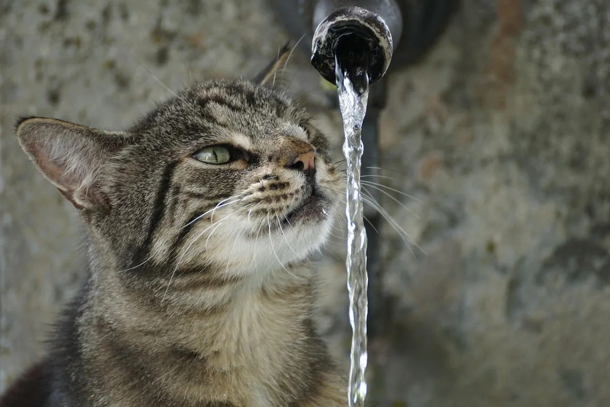 proteggi il gatto dal caldo grazie ad acqua sempre fresca