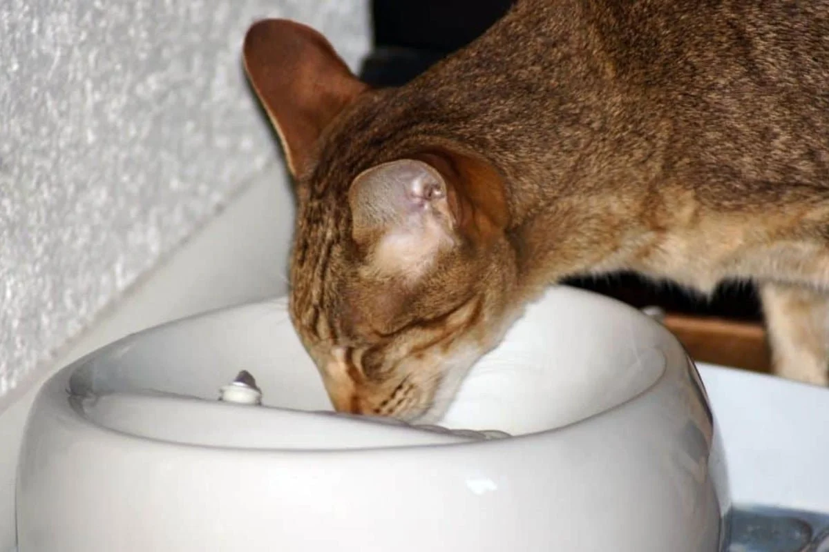 perché il gatto non beve dalla fontanella ecco i motivi