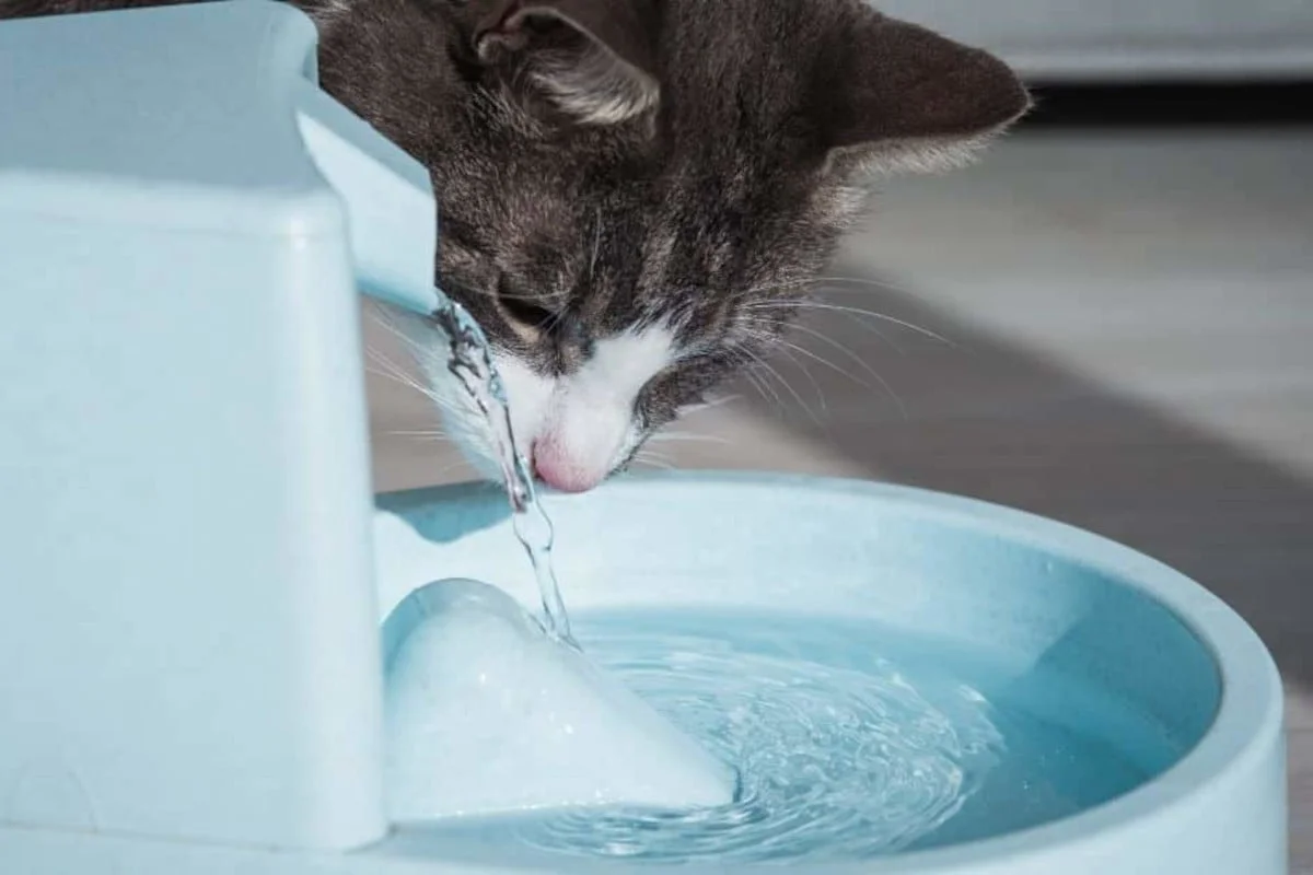 se il gatto è disidratato puoi farlo bere di più con una fontanella