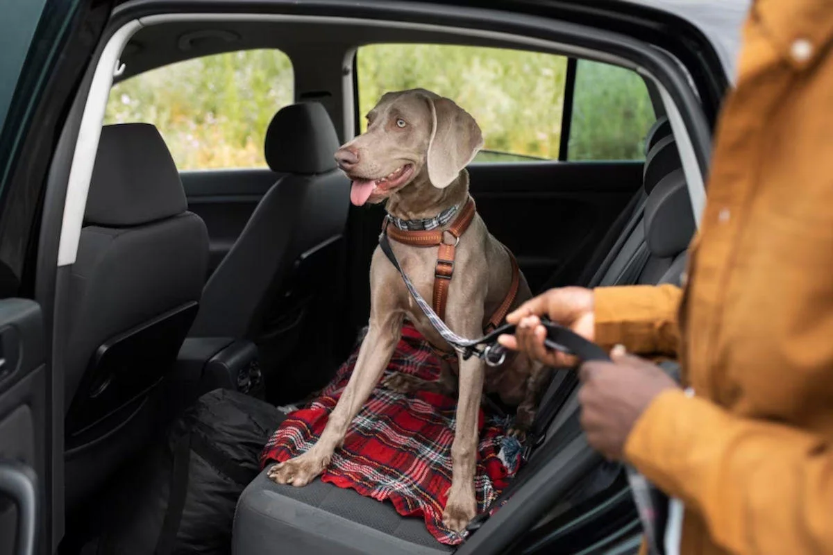 Cani e viaggi in auto durante il caldo